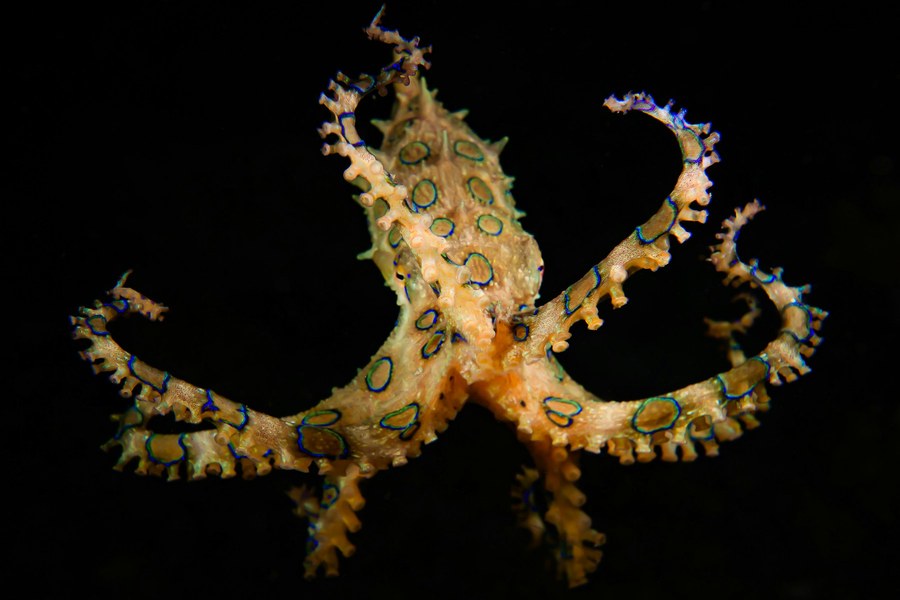 Blue-ringed octopus with rings displayed
