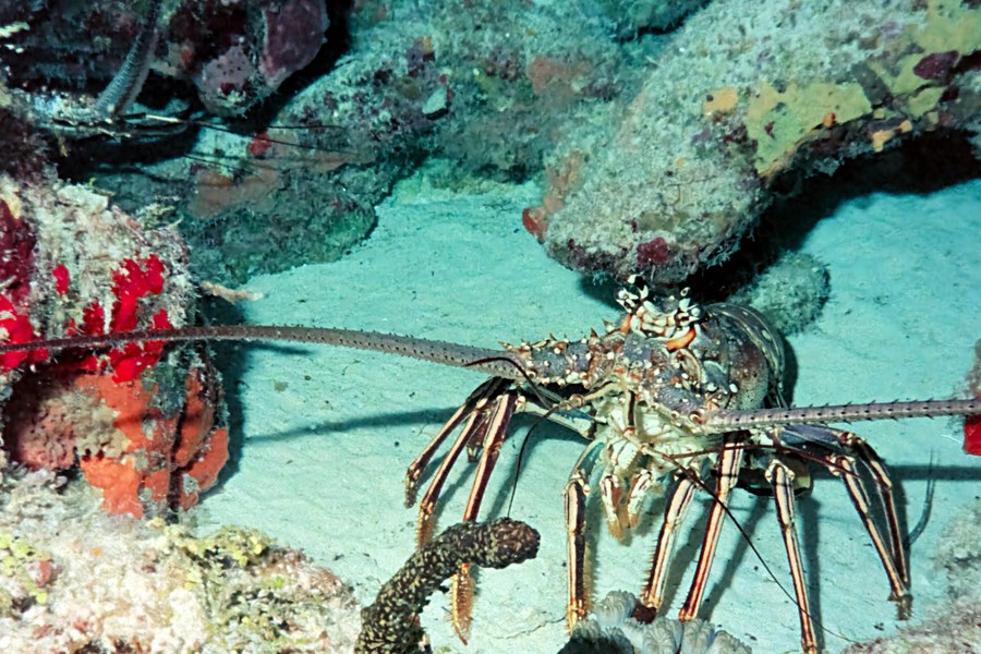 Southern Rock Lobster on a Melbourne reef