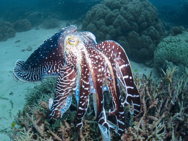 Giant Australian Cuttlefish underwater