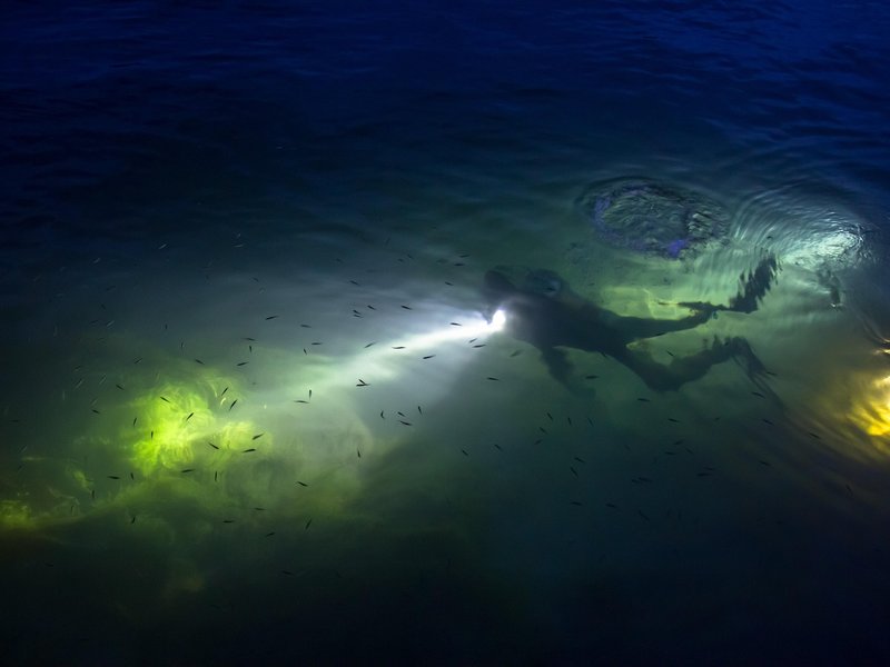 Night diver with torch beam illuminating fish in dark water