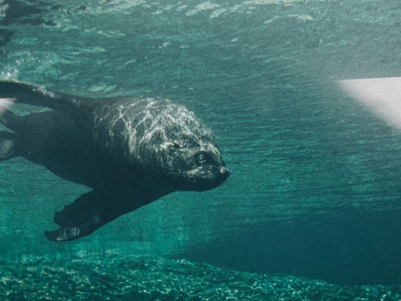Seal swimming underwater